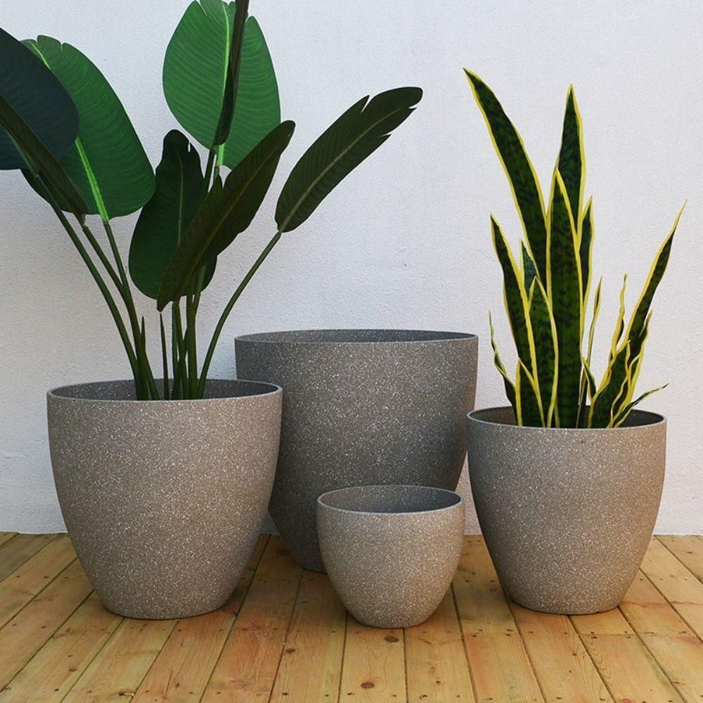 Maceta de bonsái de piedra de  - Aloe Vera Pot reseña y precio