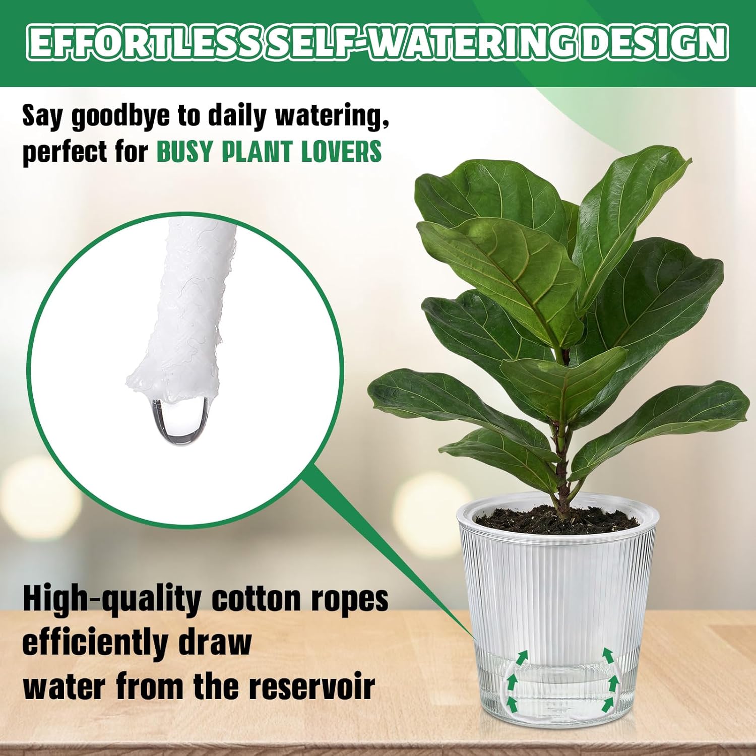 Macetas Transparentes con Auto - Aloe Vera Pot reseña y precio